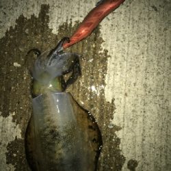 デカいの釣れた!