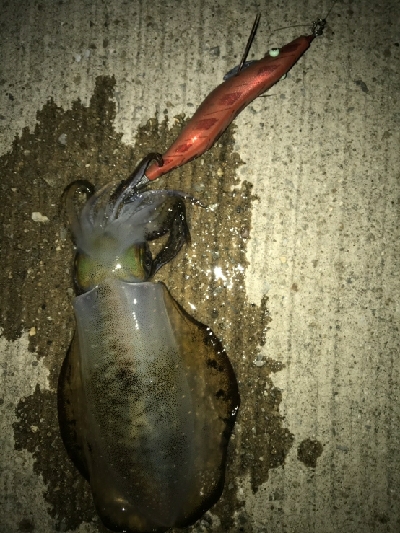 デカいの釣れた!