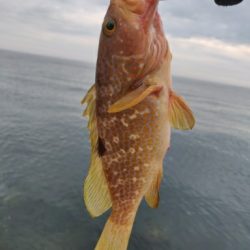 ヒラメとキジハタ