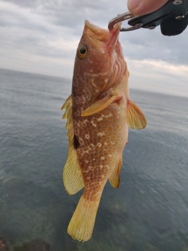 ヒラメとキジハタ