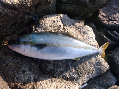 ヒラマサ乱舞！