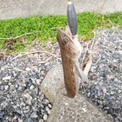 噂のオモック初釣果‼️