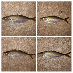 アジンガー1840〜1923