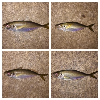 アジンガー1840〜1923