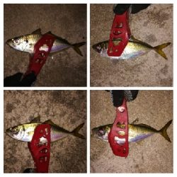 アジンガー1835〜1924