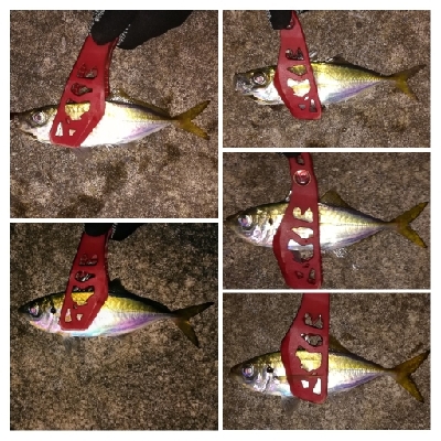 アジンガー1805〜1850