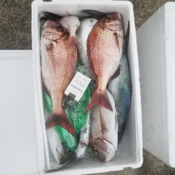 明石タイラバとジギング