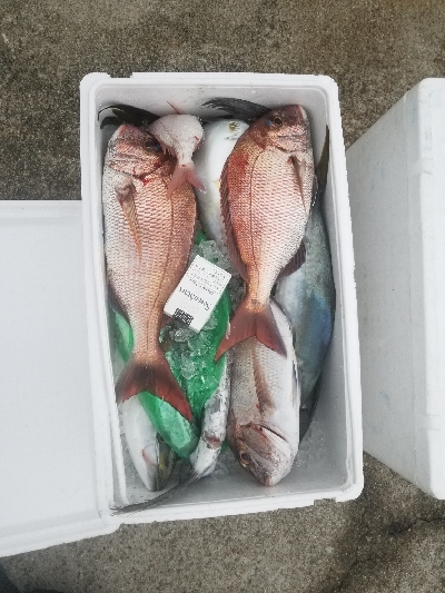 明石タイラバとジギング