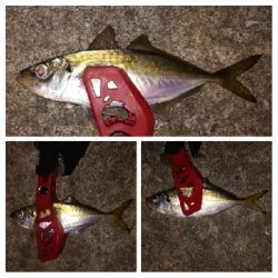 アジンガー1805〜1859