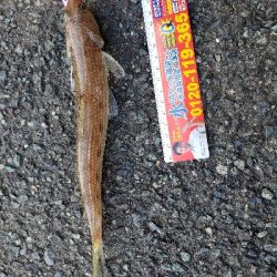 今シーズン初舞鶴！