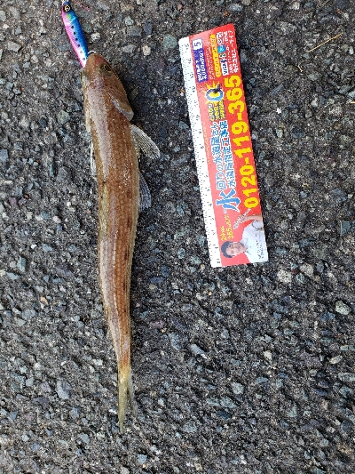 今シーズン初舞鶴！