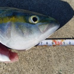 タチウオからの青物