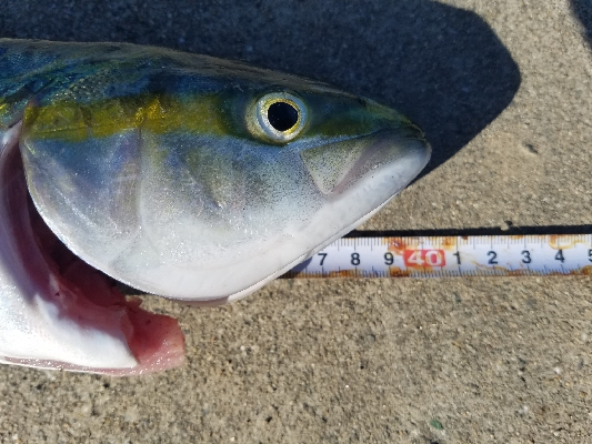 タチウオからの青物