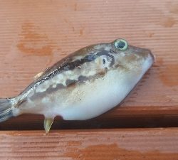 かわはぎ釣り