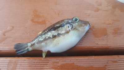 かわはぎ釣り