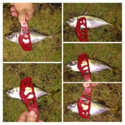 アジンガー1835〜2015