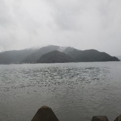 久しぶりのサゴシ