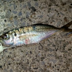 アジからタチウオへ