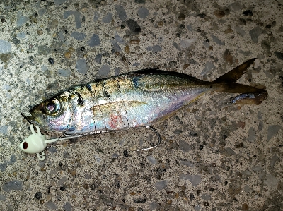 アジからタチウオへ