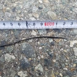 タチウオ、ハマチ