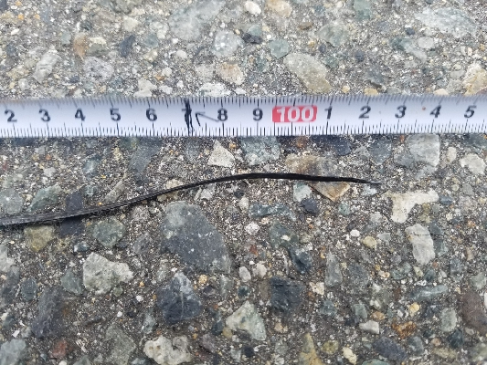 タチウオ、ハマチ