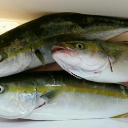 初めての場所で青物連発