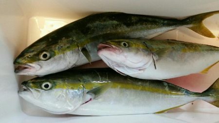 初めての場所で青物連発