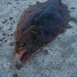 イカ釣狙いが・・・