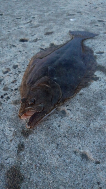 イカ釣狙いが・・・