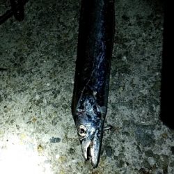 つばーす×たちうお