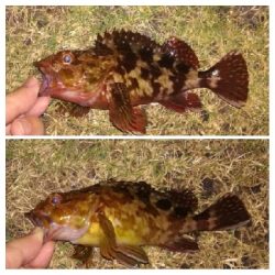 アジンガー1825〜1935