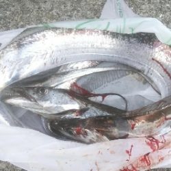 週末朝活　依然堅調です