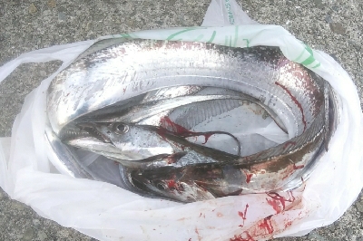 週末朝活　依然堅調です