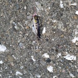 久しぶりの淡路島！