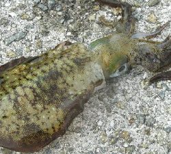 神戸沖堤防でアコウちアオリイカ