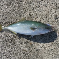 今年はツバスイヤー?