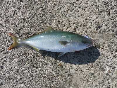 今年はツバスイヤー？