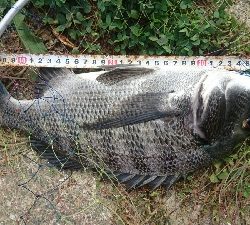 チョイ投げチヌ釣り