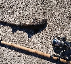 連続6回コフダイ不釣