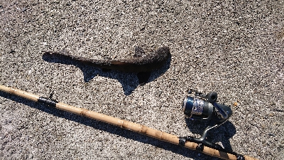 連続6回コフダイ不釣