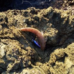 アジングとエギング