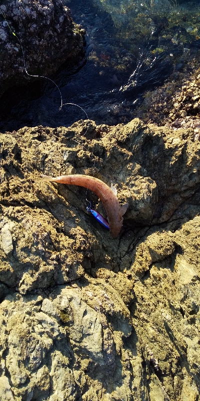 アジングとエギング