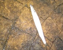 エギングからアジングと