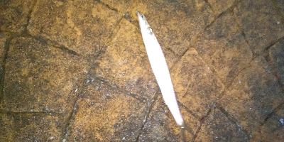 エギングからアジングと