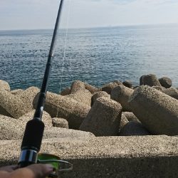 渋い中なんとかゲット サイズも上がってきました