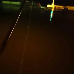 アオリイカ調査