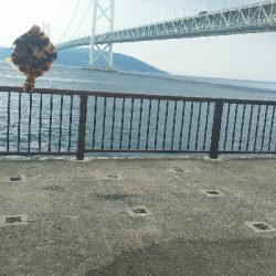 イシガキダイ カンダイ