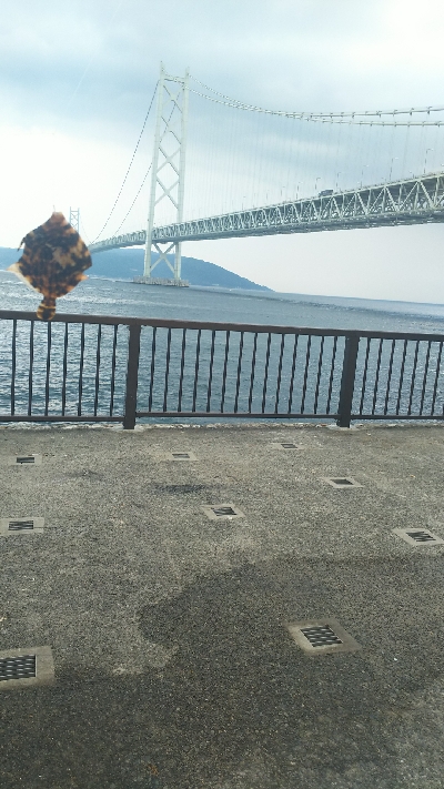 イシガキダイ カンダイ