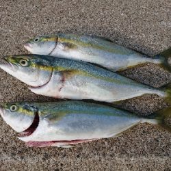 サーベルハント‼️