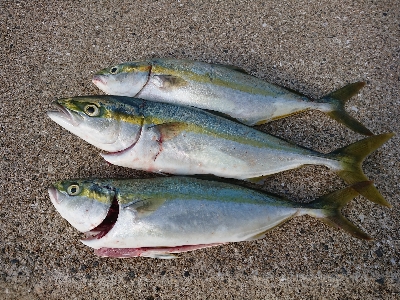 サーベルハント‼️